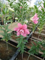 [4211 Aska No01.JPG]